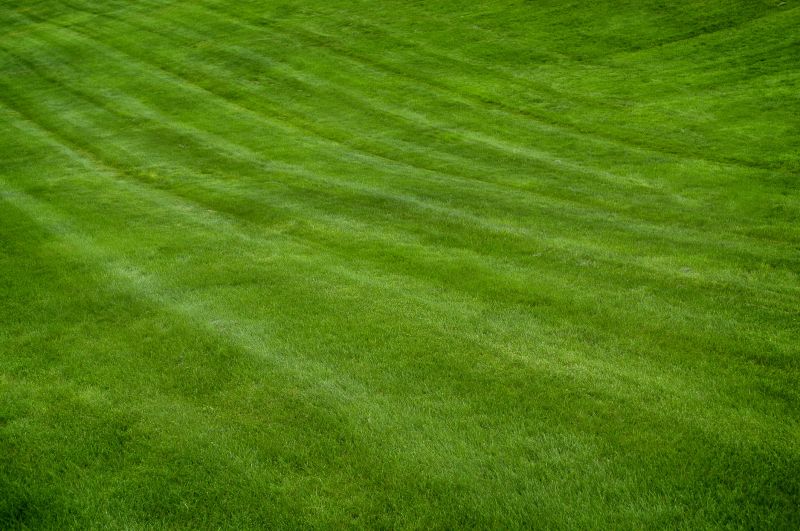 Close-up of Grass After Mowing